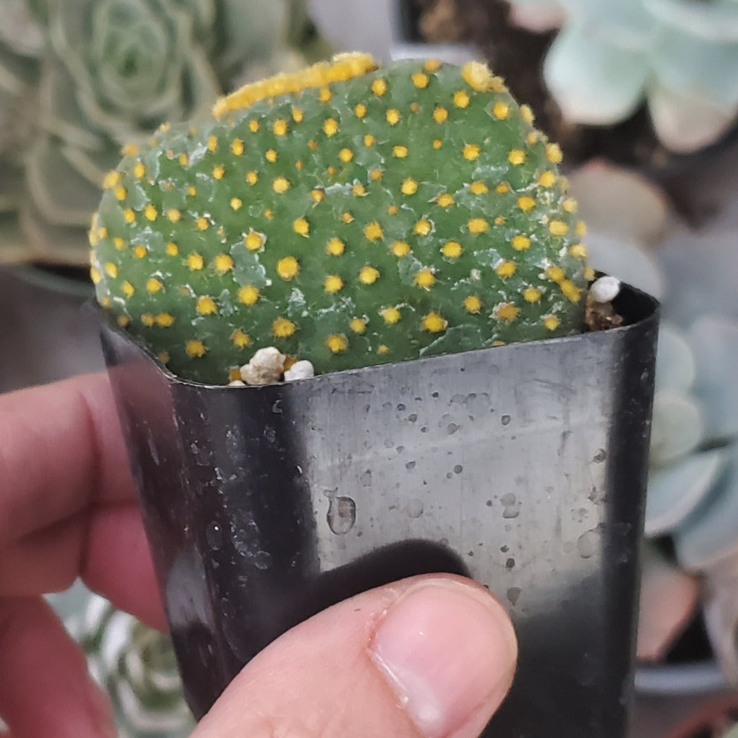Opuntia microdasys Monstrose 'Crazy Bunny Ears'